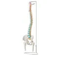 Columna vertebral con cabezas de Fémur Deluxe