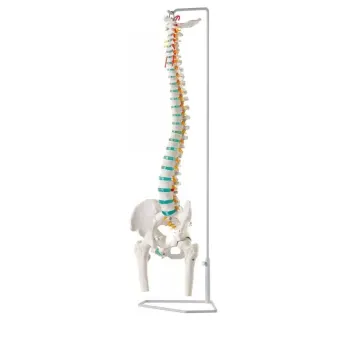 Columna vertebral con cabezas de Fémur Deluxe