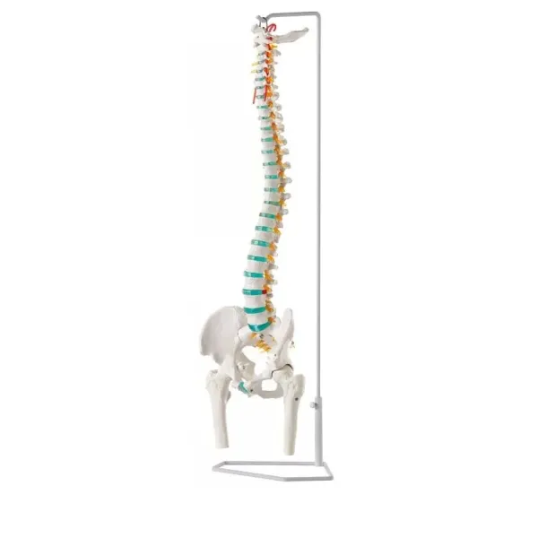 Columna vertebral con cabezas de Fémur Deluxe