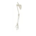 Esqueleto de Brazo con escápula Erler Zimmer