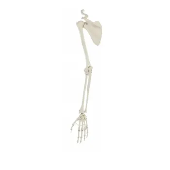 Esqueleto de Brazo con escápula Erler Zimmer