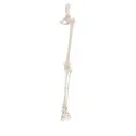 Esqueleto de Pierna completa  y pelvis Erler Zimmer