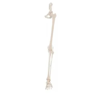 Esqueleto de Pierna completa  y pelvis Erler Zimmer