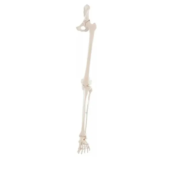 Esqueleto de Pierna completa  y pelvis Erler Zimmer