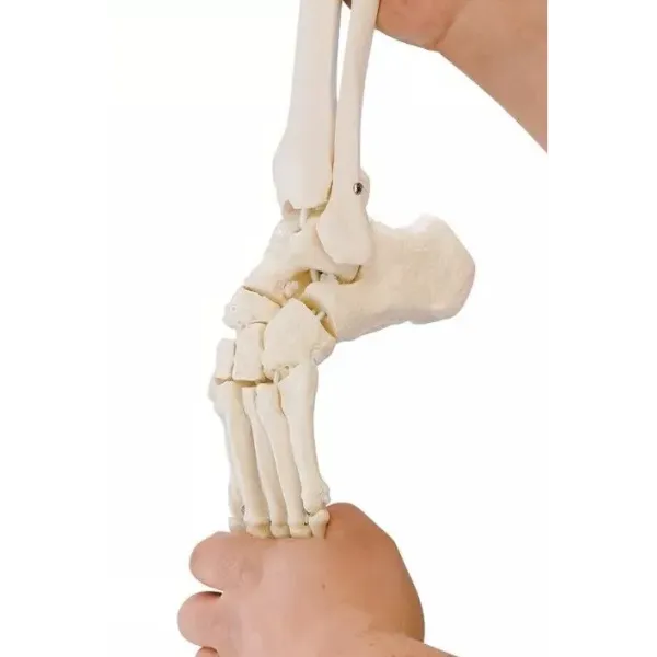 Modelo anatómico del pie  con tibia y peroné Erler Zimmer