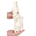 Modelo anatómico del pie  con tibia y peroné Erler Zimmer