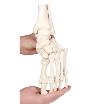 Modelo anatómico del pie  con tibia y peroné Erler Zimmer