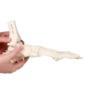Modelo anatómico del pie  con tibia y peroné Erler Zimmer