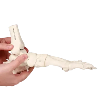 Modelo anatómico del pie  con tibia y peroné Erler Zimmer
