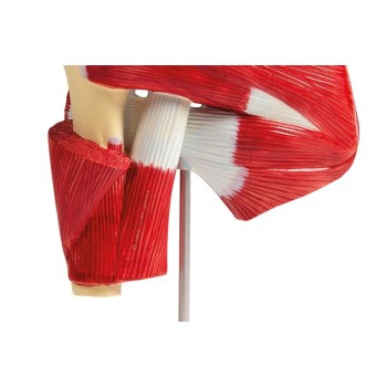 Modelo de músculos del hombro con músculos profundos